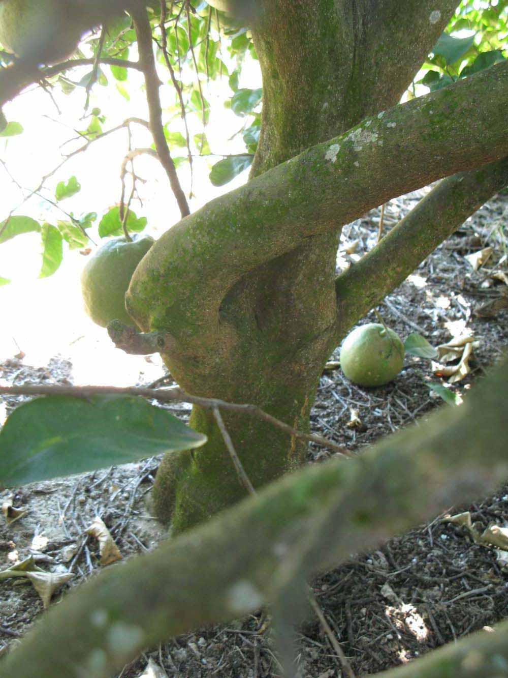            Bark (Winter Haven, FL)   